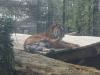 2011040701150159_k-Zoo 170.jpg